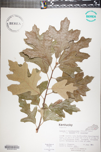 Quercus x willdenowiana image