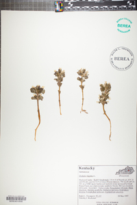 Obolaria virginica image