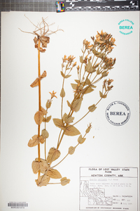 Sabatia angularis image