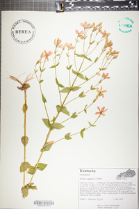 Sabatia angularis image