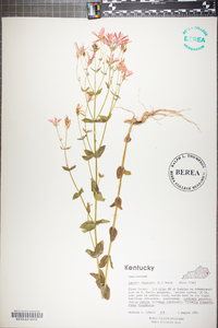 Sabatia angularis image