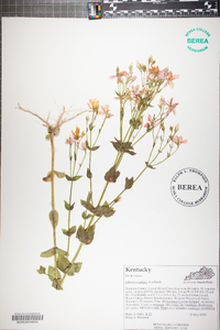 Sabatia angularis image