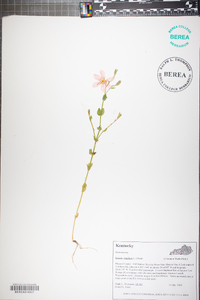 Sabatia angularis image