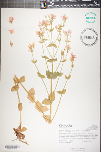 Sabatia angularis image