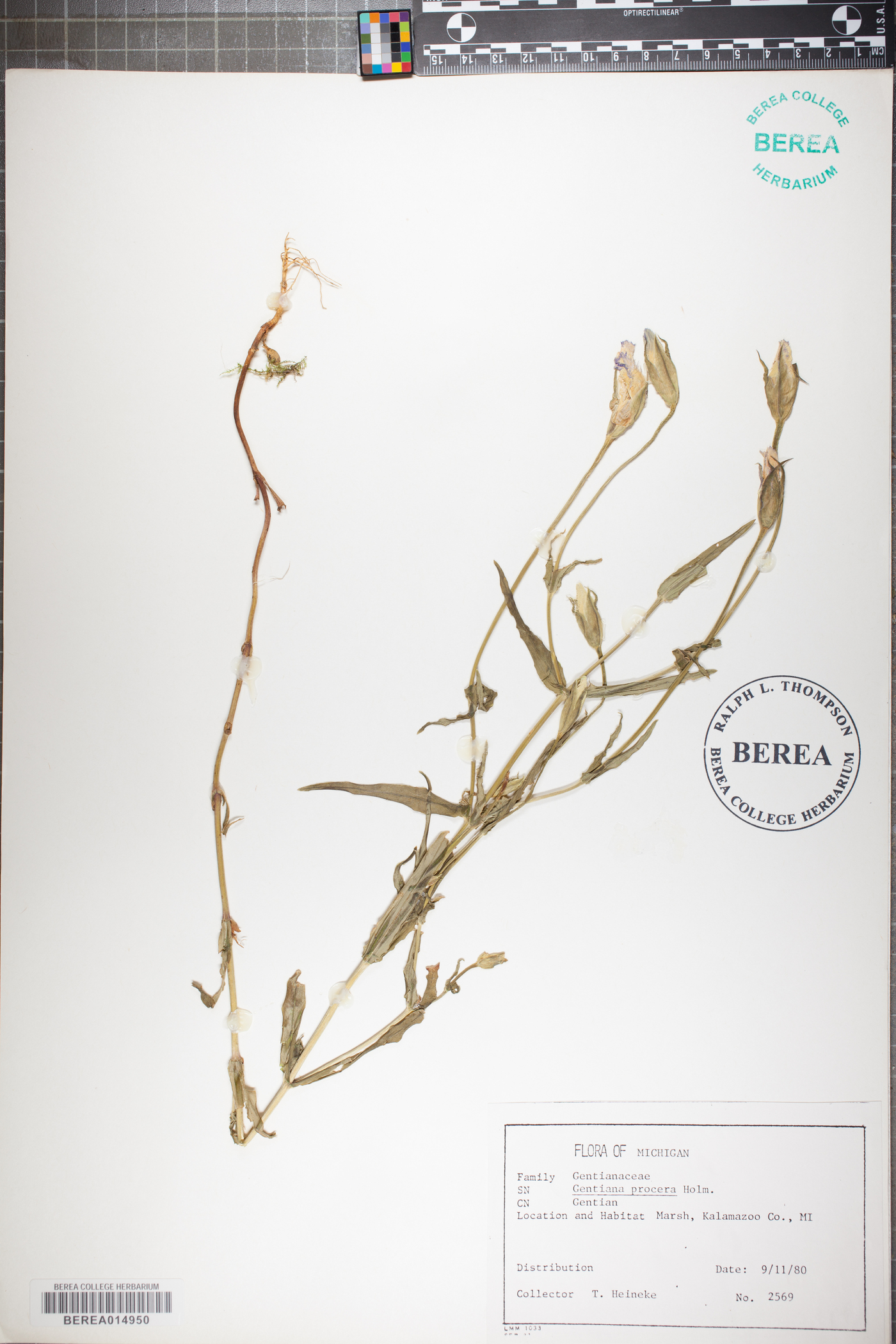 Gentiana procera image