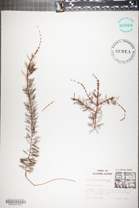 Myriophyllum sibiricum image