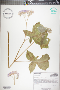 Hydrophyllum appendiculatum image