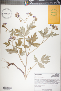 Phacelia bipinnatifida image