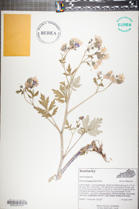 Phacelia bipinnatifida image