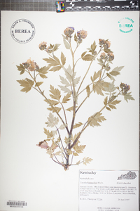 Phacelia bipinnatifida image