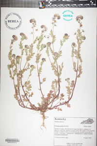 Phacelia purshii image