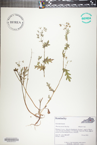 Phacelia purshii image