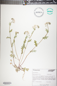 Phacelia purshii image