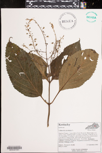 Collinsonia canadensis image