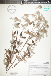 Pycnanthemum pycnanthemoides image