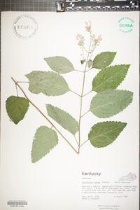 Scutellaria incana image