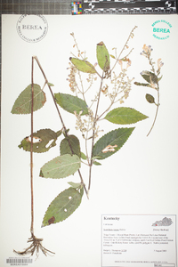 Scutellaria incana image