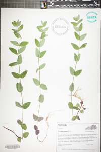 Scutellaria nervosa image