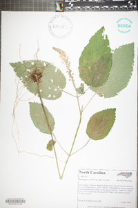 Scutellaria ovata image