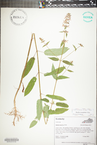 Stachys tenuifolia image