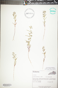 Trichostema coeruleum image