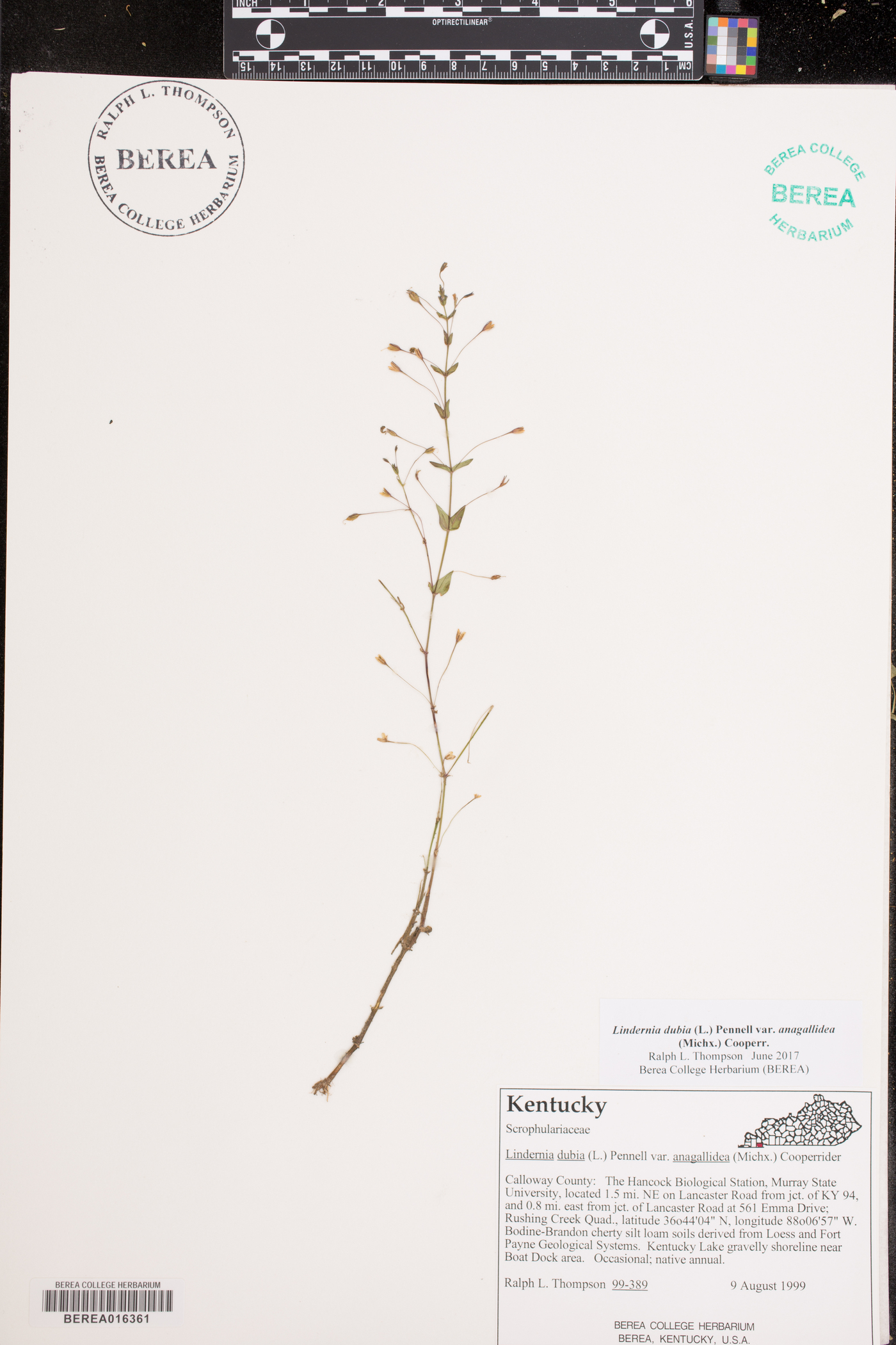 Lindernia dubia var. anagallidea image