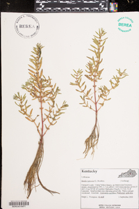 Rotala ramosior image