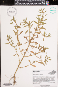 Rotala ramosior image