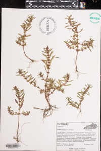 Rotala ramosior image