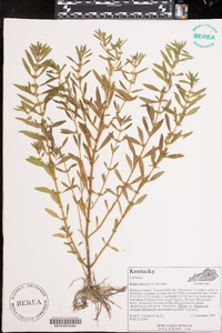 Rotala ramosior image