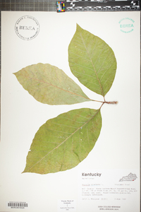 Magnolia acuminata image