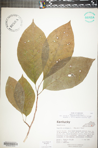 Magnolia acuminata image