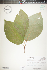 Magnolia acuminata image