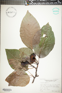 Magnolia acuminata image