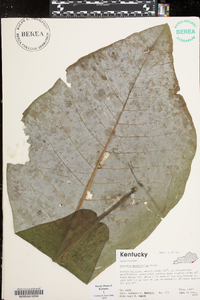 Magnolia macrophylla image