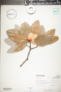 Magnolia virginiana image