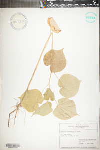 Abutilon theophrasti image