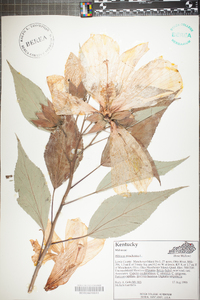 Hibiscus moscheutos image