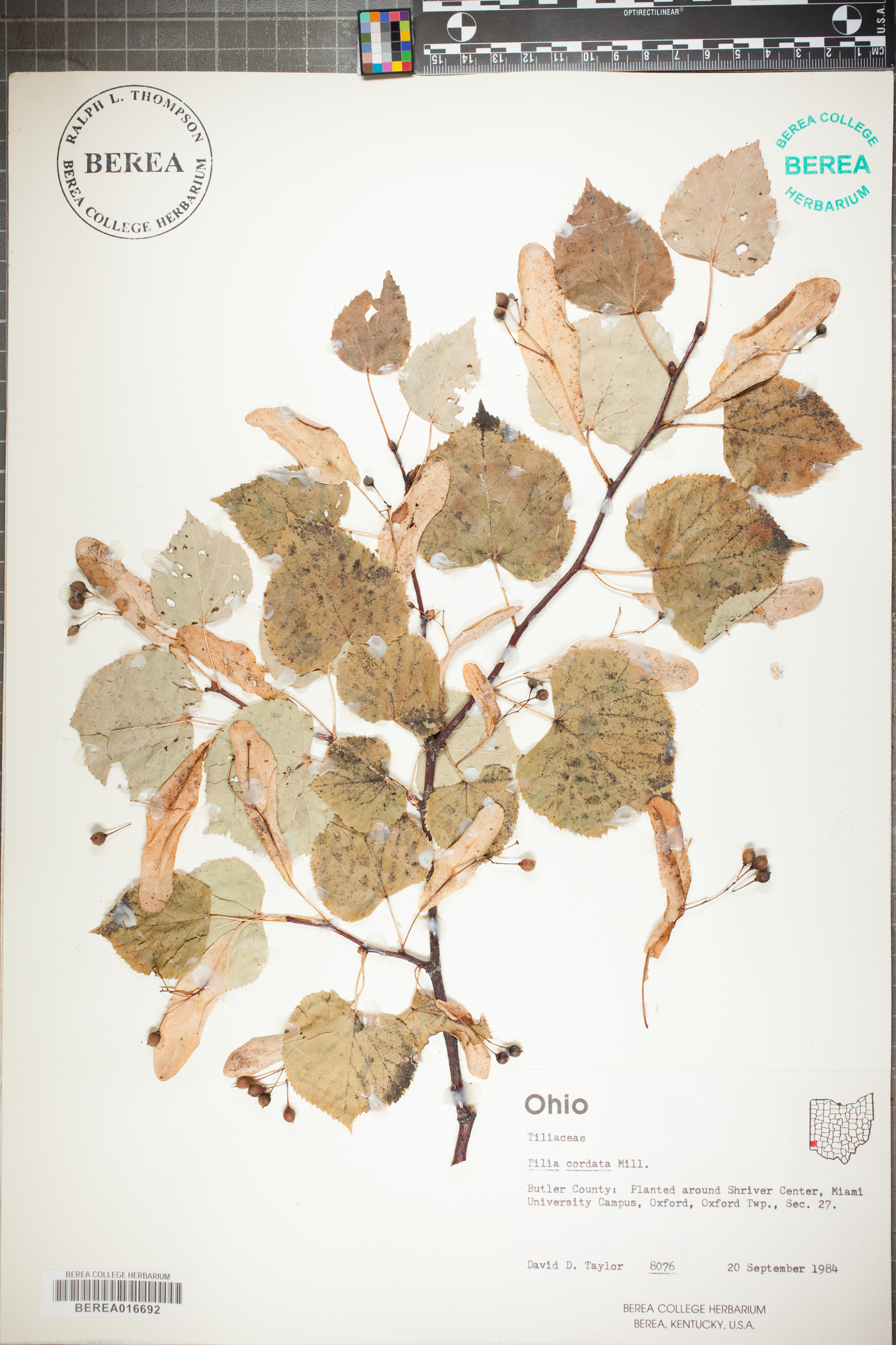 Tilia cordata image