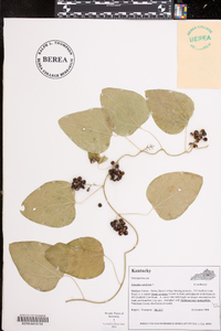 Nephroia carolina image