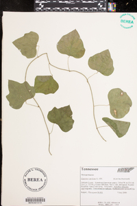 Nephroia carolina image