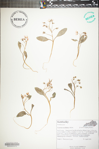 Claytonia caroliniana image