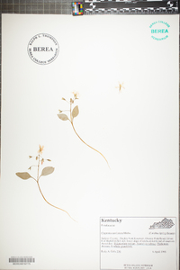 Claytonia caroliniana image