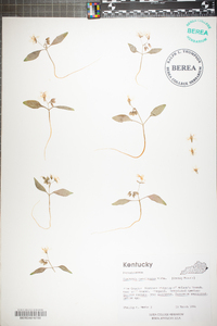 Claytonia caroliniana image