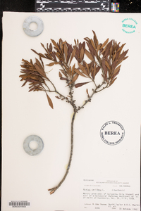 Myrica cerifera image