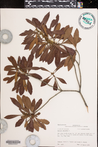 Myrica cerifera image