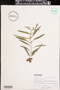 Lysimachia lanceolata image