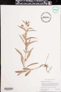 Lysimachia lanceolata image