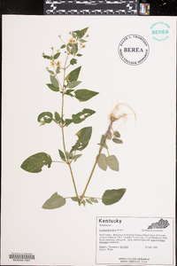 Lysimachia tonsa image