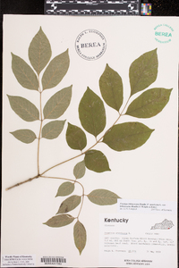 Fraxinus biltmoreana image